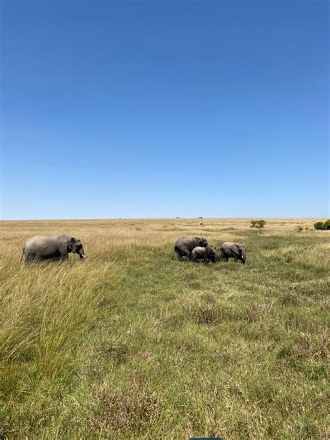 Four Elephants Are Walking Through The Tall Grass