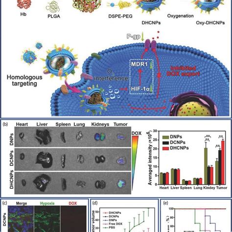 Cancer Cell Membranecoated Nanoparticles NPs For The Delivery Of