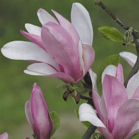 Magnolia George Henry Kern 1L ERLI Pl