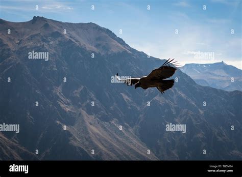 Magnificent Andean Condor Vultur Gryphus Effortlessly Gliding Over