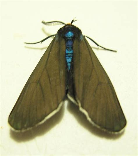 Brown Moth With Colour Shift Ctenucha Virginica Bugguide Net