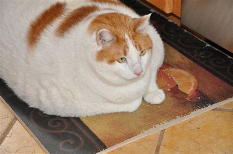 Morbidly Obese Cat