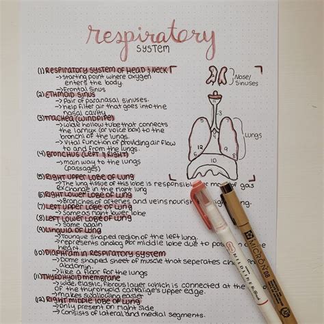 Respiratory System Notes Physics And Mathematics Respiratory System