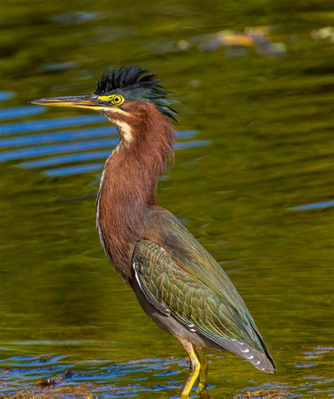 Ocklawaha River • Florida Wildlife Federation