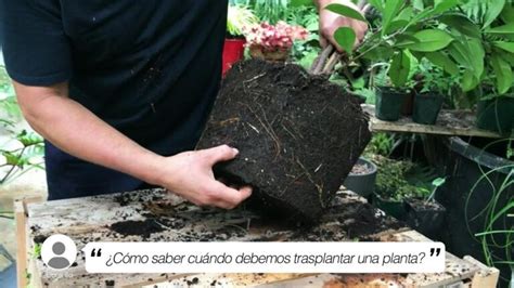 Cuándo es el momento adecuado para trasplantar una planta