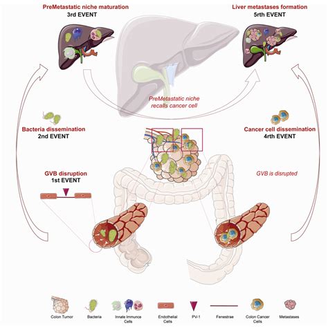 Gut Vascular Barrier Impairment Leads To Intestinal Bacteria