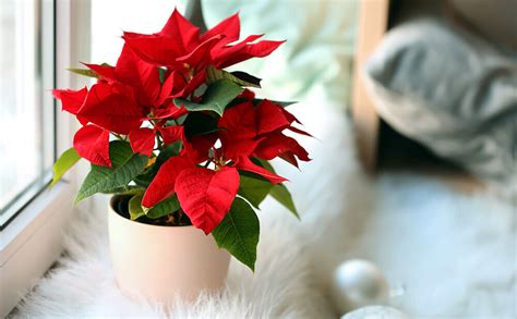 Caring for your Christmas Plants: Poinsettias - Phoenix Landscape