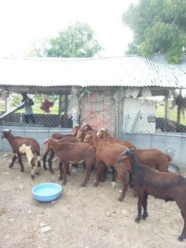 Male Red Live Kenguri Sheep At Rs 12000piece In Raichur Id 22463664612