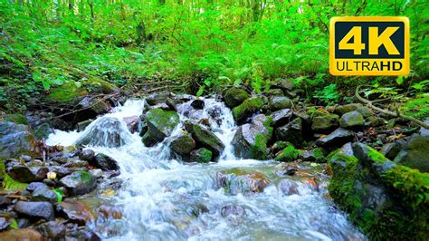 Spring Water Under The Big Forest Birds Chirping Nature Sounds