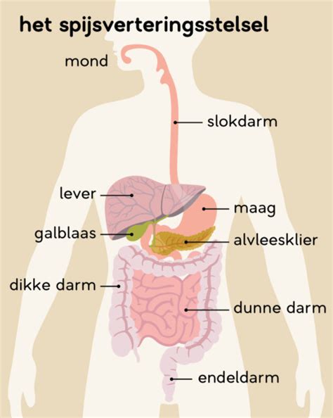 Spijsverteringsstelsel Tekenen De Organen Benoemen En De Werking Ervan