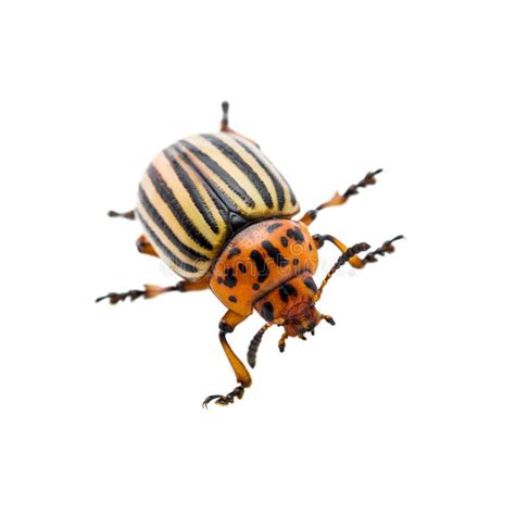 Colorado Potato Beetle Pest Insect Isolated On White Stock Photo