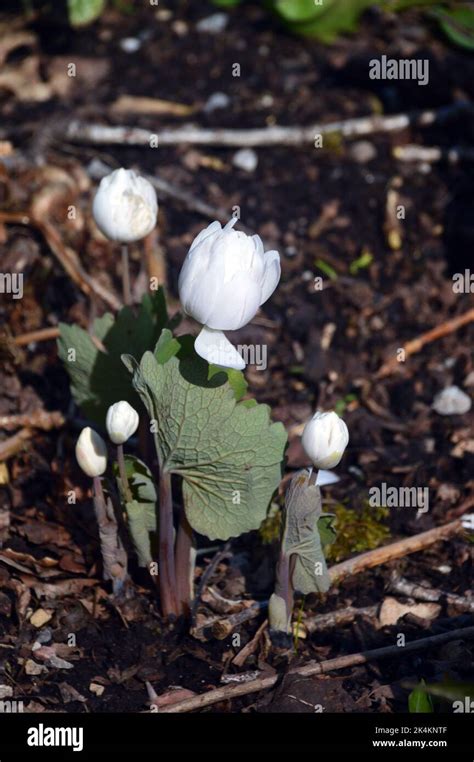 White Sanguinaria Canadensis Canadian Bloodroot Flowers Grown At Rhs