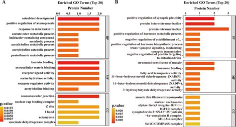 The Top 20 Enriched Go Terms Concluding Biological Process Bp