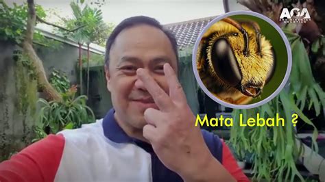 Ini Perbedaan Mata Lebah Dan Mata Lalat Yang Ada Kaitannya Dengan Kehidupan Youtube