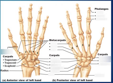 Hand Anatomy Carpal Metacarpal Phalanges Diagram Quizlet