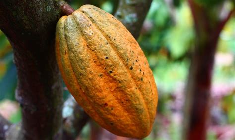 All About Cocoa Butter Health Benefits