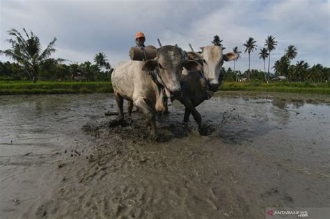 Pemprov Sulteng Tambah Alokasi Lahan IP400 Seluas 10 500 Hektare Pada