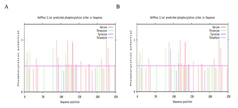 Phosphorylation site prediction of GA2ox protein. A: Phosphorylation ...