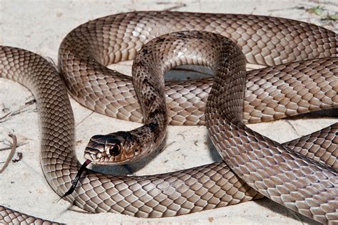 Coachwhip Snake: What You Need to Know About This Southern U.S. Serpent ...