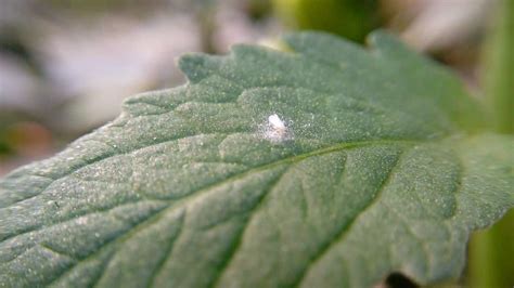 C Mo Eliminar La Mosca Blanca De La Planta De Marihuana