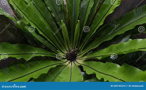 Asplenium Nidus Bird S Nest Ferns Stock Photo Image Of Tropical