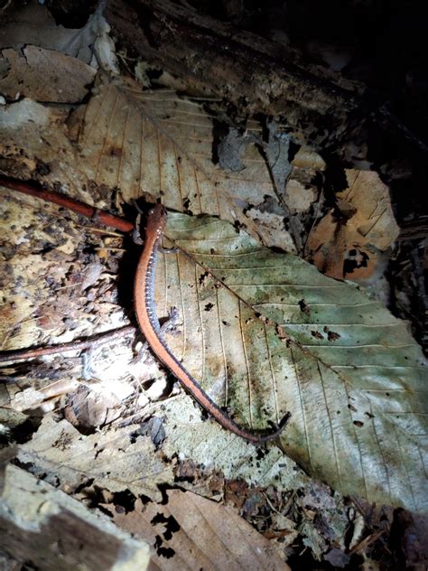 #Plethodontidae | Tumblr