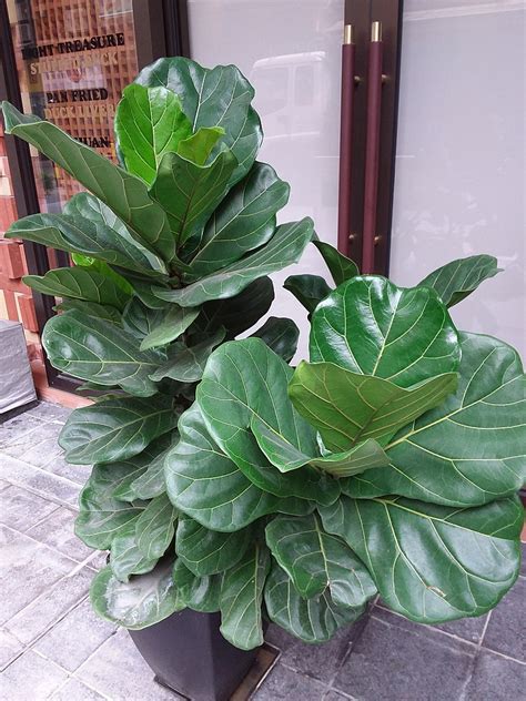 Mastering The Art Of Fiddle Leaf Fig Care Green Thumb Edition John