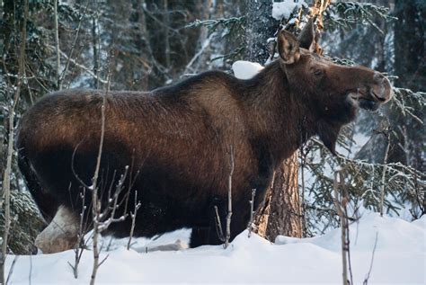 Talkeetna Snowshoe Tour - Alaska Nature Guides