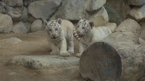 【動物】東武動物公園 Tobu Zoo ホワイトタイガー White Tigerの赤ちゃん一般公開422 ② 仲良し兄弟 Youtube