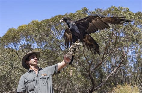 A Wedge Tailed Eagle Presented at a Wild Birds of Prey Show Editorial Stock Image - Image of ...