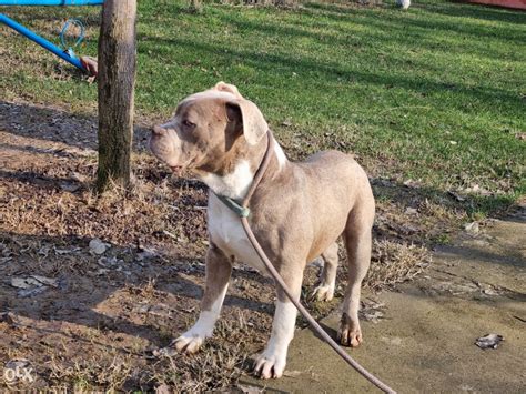 American Bully Americki Buli Psi I Tenad Olx Ba