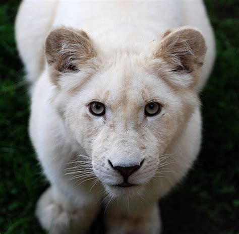 White Lioness Stock Photos, Pictures & Royalty-Free Images - iStock