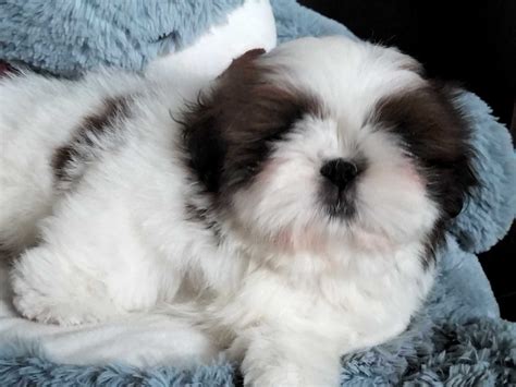 Piesek Shih Tzu Bia O Czerwony Z Metryk Zkwp Radom Olx Pl