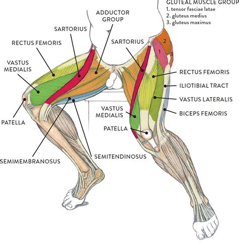 Leg Muscle Diagram