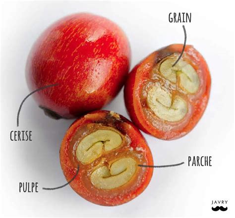 Le Café Cest Quoi Comment Est Il Récolté Et Préparer