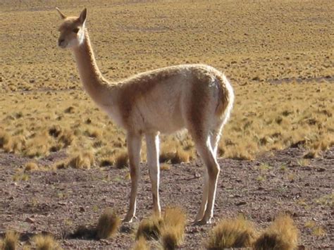 Salar Andino De D A Completo Con Desayuno Y Almuerzo Getyourguide