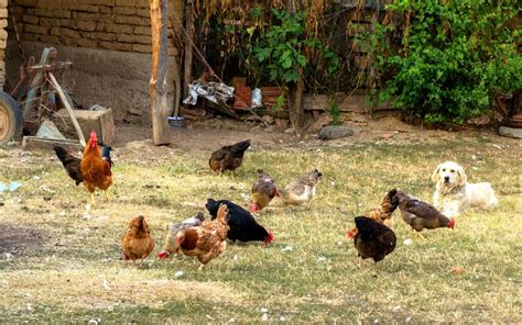 Poultry Farming - The Ultimate Guide for Beginners - LearnPoultry