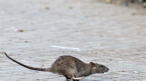 Kein Zuhause für Ratten Was Sie vorbeugend tun können