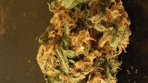 Zkittlez aka Skittles, Skittlz, Island Zkittlez Weed Strain Information ...