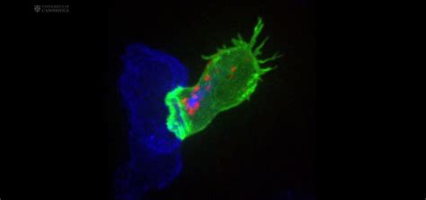 Researchers capture video of cytotoxic T cells hunting down ...