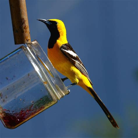 Hooded Oriole — Santa Clara Valley Bird Alliance