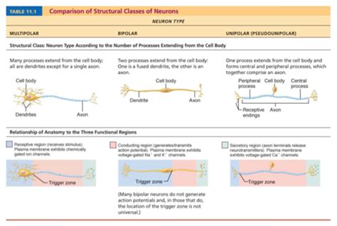 Exsc Ch Nervous System Flashcards Quizlet