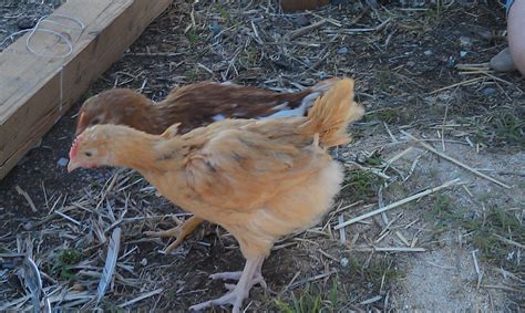 Sold As Gold Sex Link What Is It Really BackYard Chickens Learn How To Raise Chickens