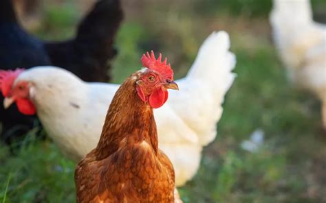 10 Brown Chicken Breeds For Beginners Learnpoultry