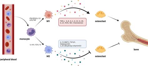 Rapamycin Inhibits Osteoclastogenesis And Prevents 46 OFF