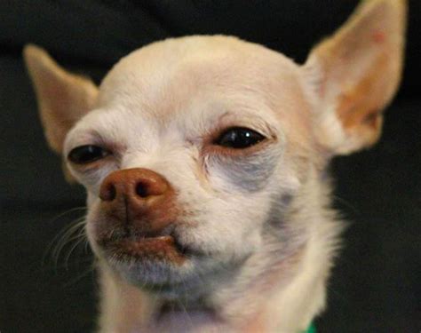 50 Dogs So Ugly Theyre Actually Cute — Best Life