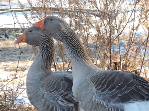 Rare/Expensive goose breeds?