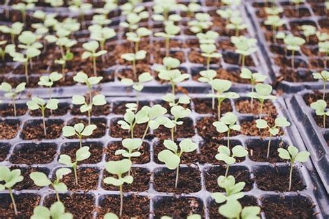 How To Start Seeds Indoors Complete Guide Trillium Living