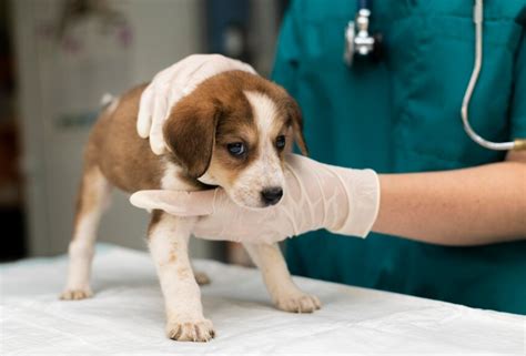 Leptospirose Canina Saiba Como Proteger O Seu Pet E Evitar A