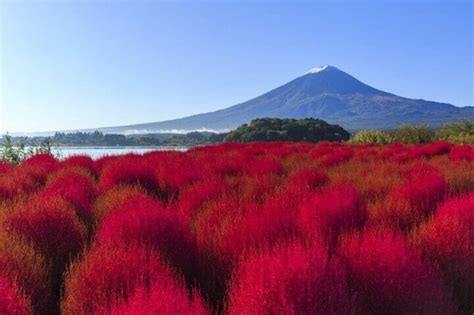 Mt. Fuji, Mt Fuji Panoramic Ropeway & Seasonal Fruits Picking